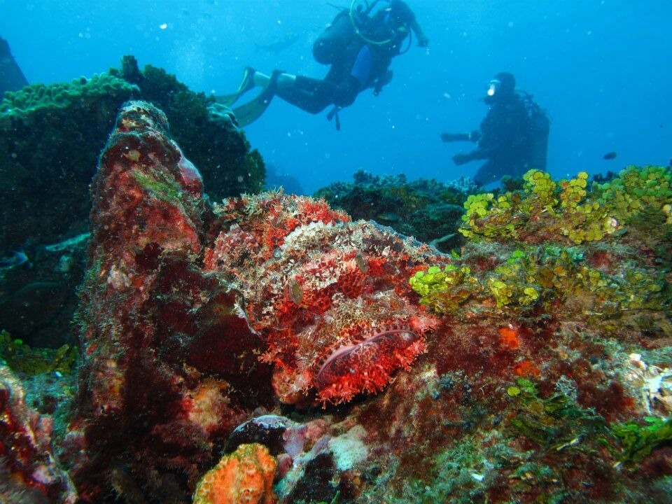 Coral Reef