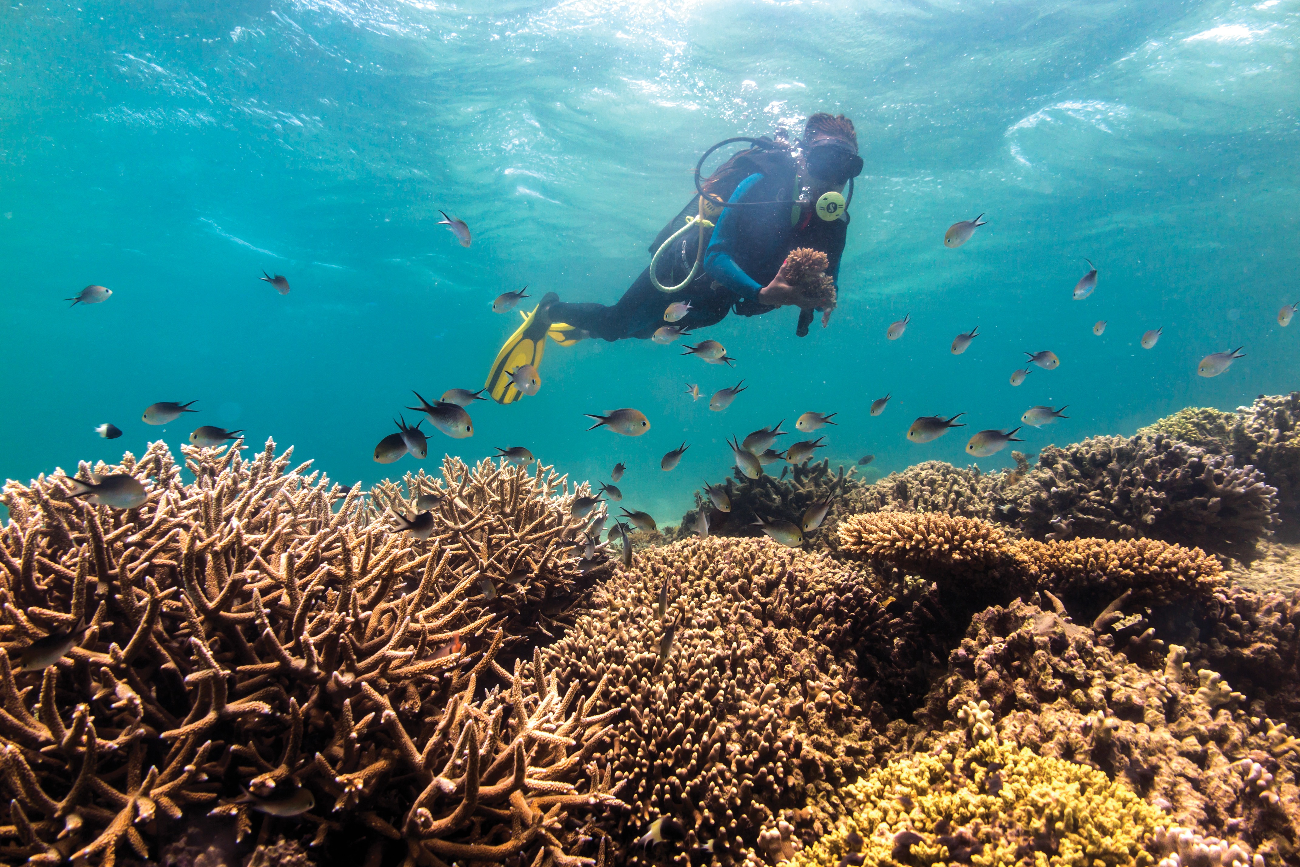 Diver and Fish
